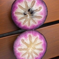 Chrysophyllum cainito